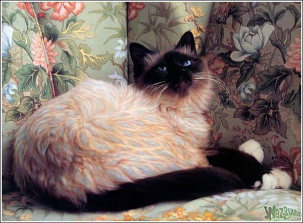 Светлана Семеникова