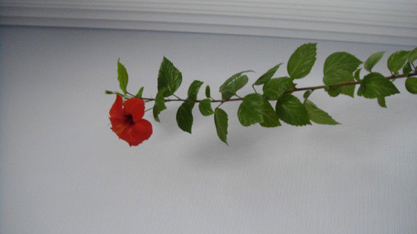 Елена Манина