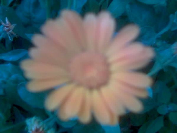 Анастасия Дынкина