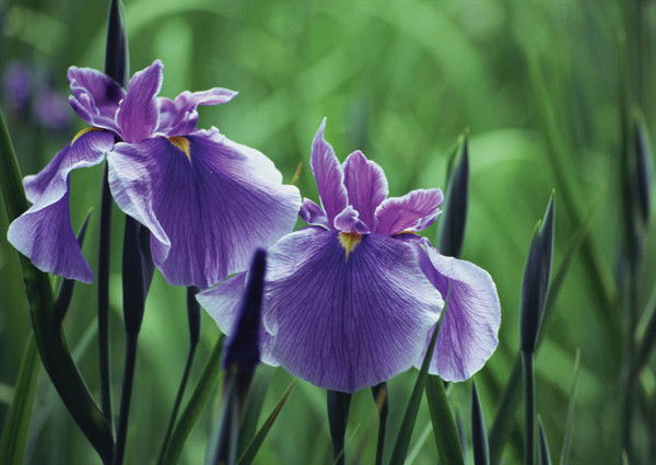 Александр Саша