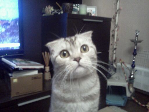 Валерия Лебедева