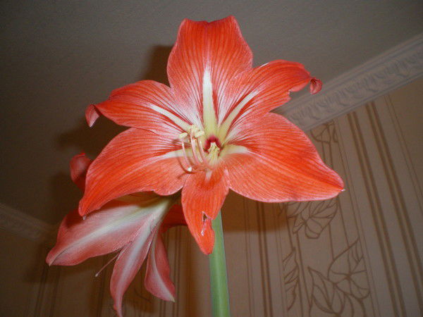 Илона Дворко