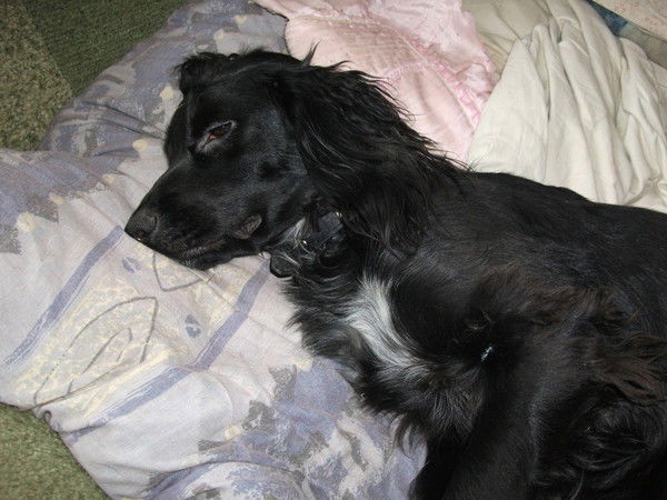 Вячеслав Ляшенко