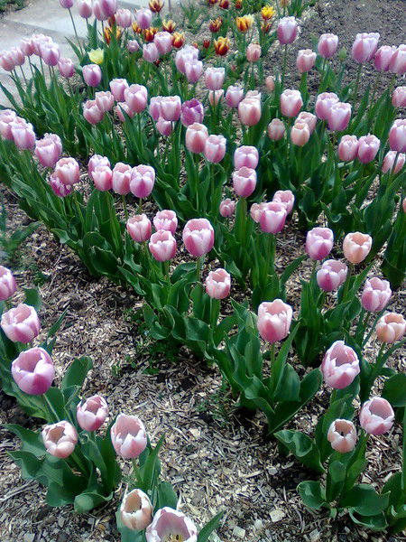 Владимир Новицуий