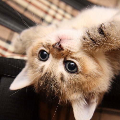 Светлана Савушкина