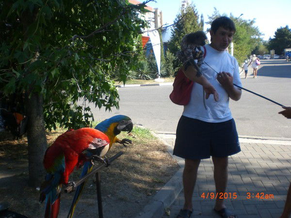 Владимир Шмидт