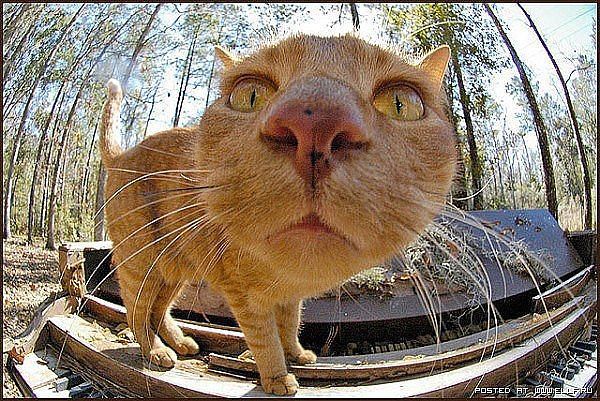 Виктор Ергаев