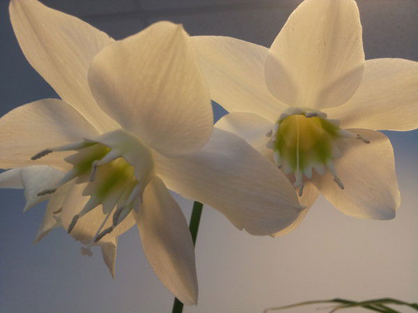 Инкар Турмахамбетова