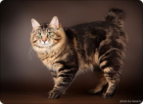 Светлана Боровикова