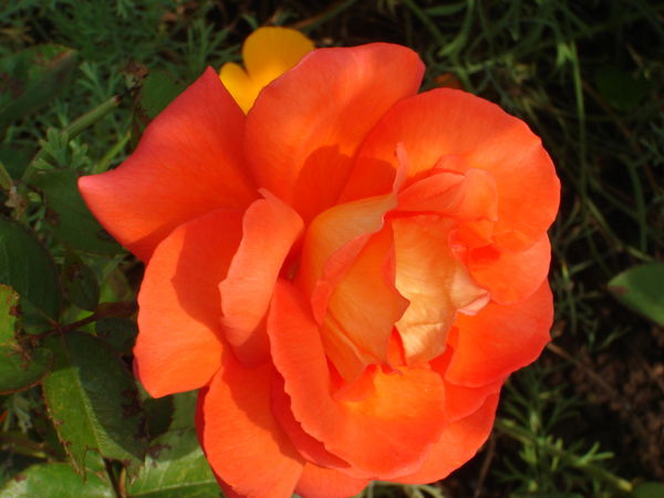 Роза Денисова