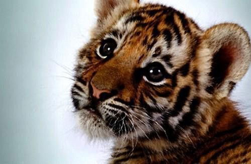 Татьяна Музычкова