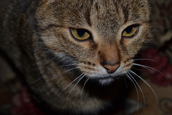 Валентина Староверова