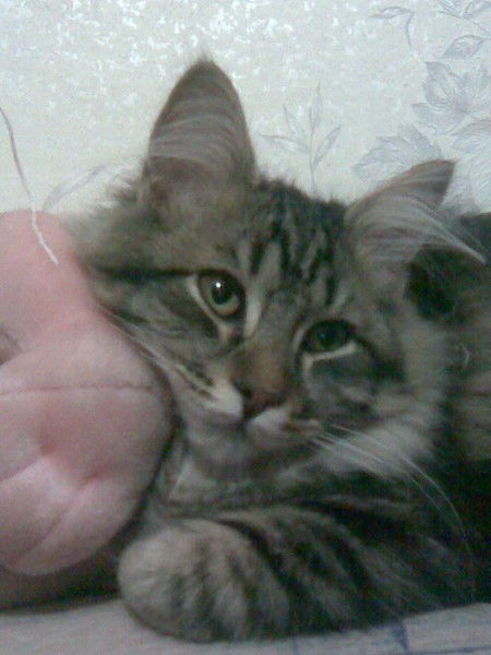 Елена Аверина