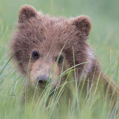 Вера Пестова