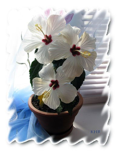 Рузалия Гайнуллина