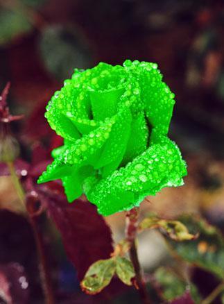 Люблю Редко Но Очень Крепко