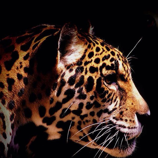 Евгения Стерхова