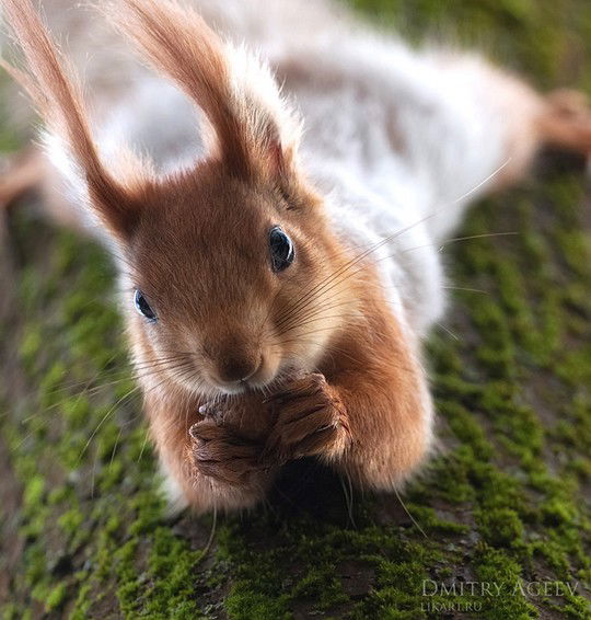 Ирина Якушевская