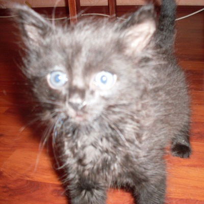 Светлана Шуваева