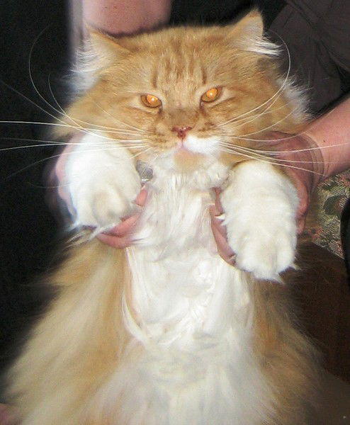 Елена Пугачева