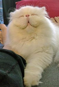 Ангелина Макарова