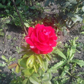 Инна Соколова