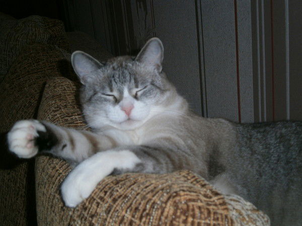 Лариса Щербина