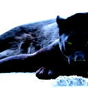 Cat Black