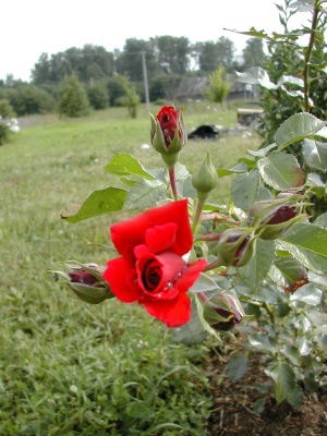 Рада Аракчеева