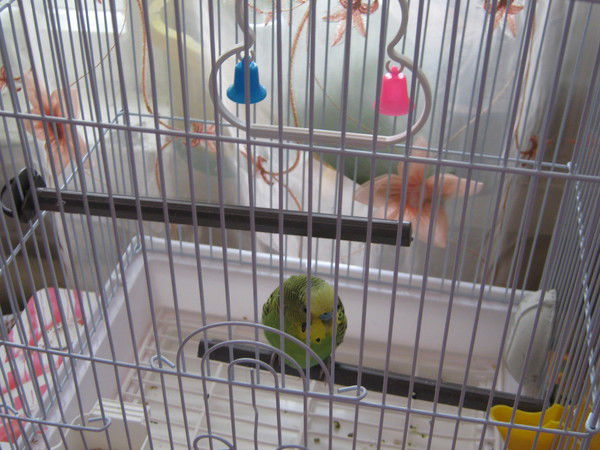 Наташа Голубева