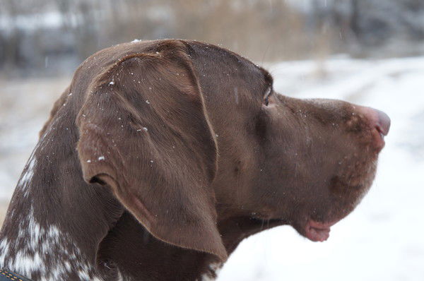 Дмитрий Белев