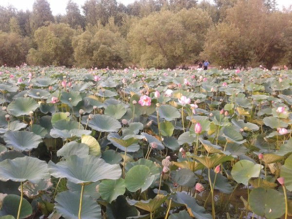 Елена Ломаева