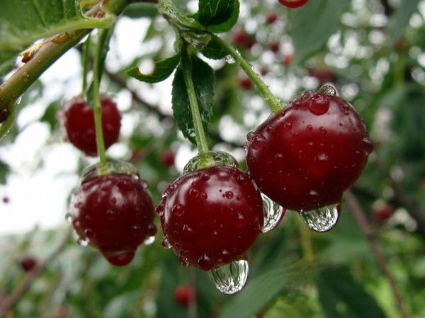 Галина Бородина