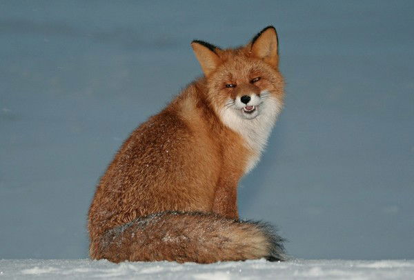 Галина Лисица