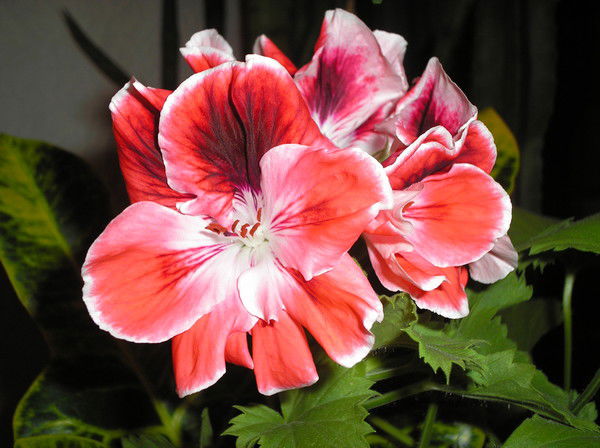 Александр Дерябин