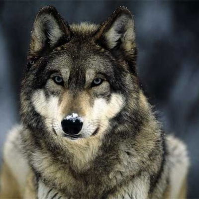 Кирилл Прокофьев