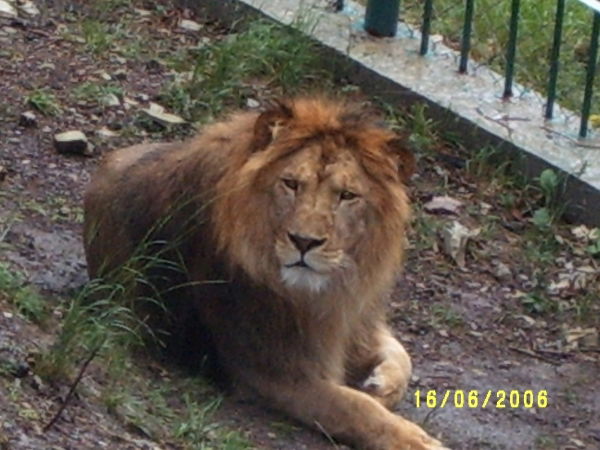 Андрей Суровцев