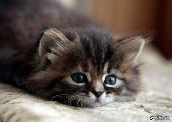 Светлана Носкова