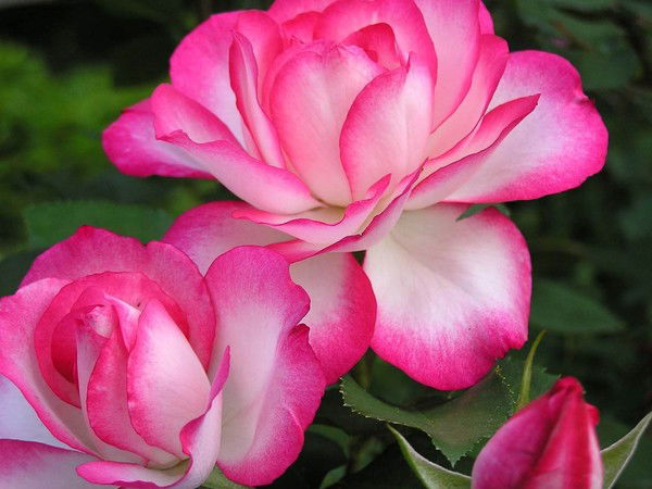 Ирина Николаева