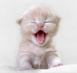 Дария Куаныш