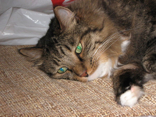 Никишов Михаил