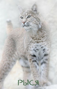 Рыся *******