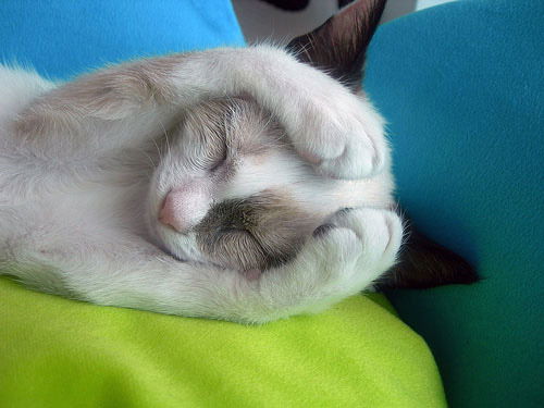 Галина Старых