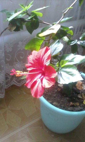 Елена Спирина