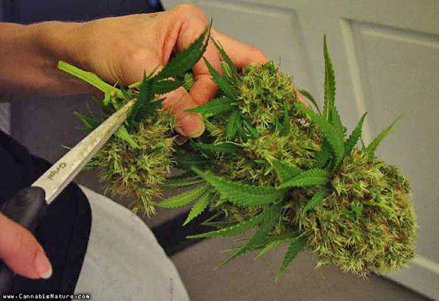 Планокур Растаманович