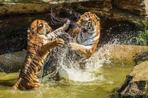 Кузнецов Тимофей