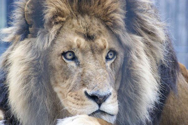 Артём Авагян