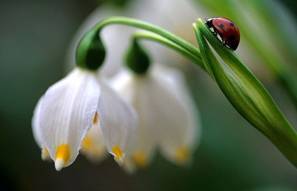 Гульсара Раким