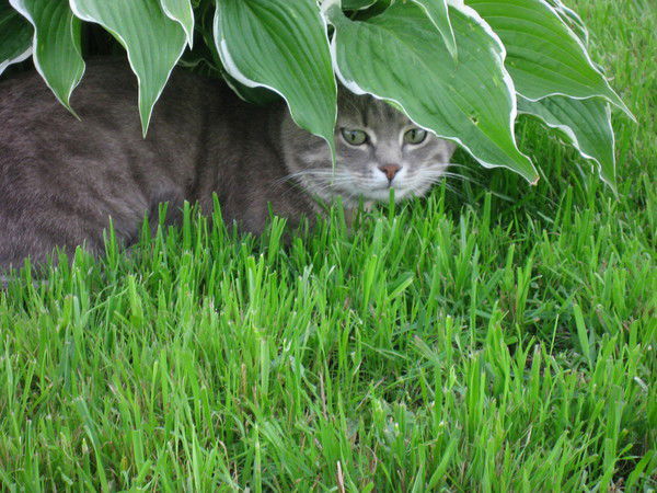 Александр Чеблоков