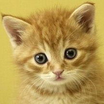 Елена Агаркова